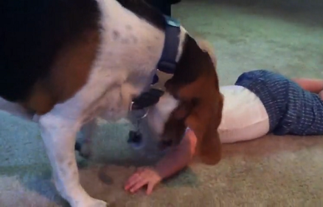 Adorable Pup Wants To Make Sure His Tiny Human Is Very Comfortable!