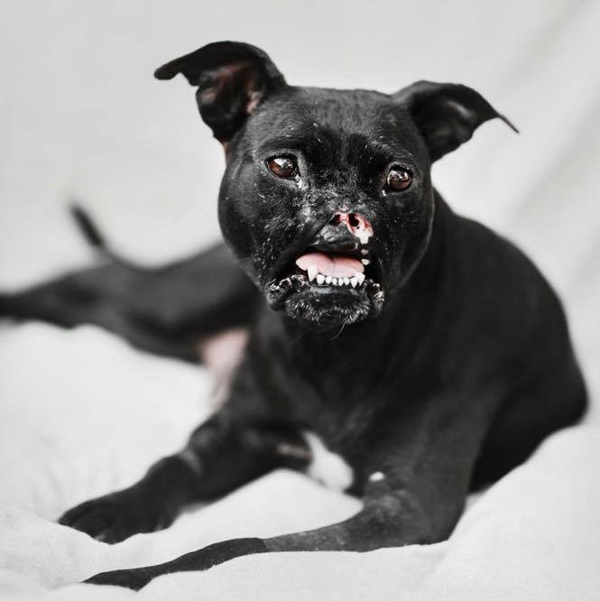 Abused Pit Bull Inspires People With Her Perseverance – A Dog's Love
