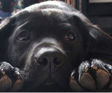 He Brought A Labrador Home From A Shelter, But When He Read The Letter...I Cried