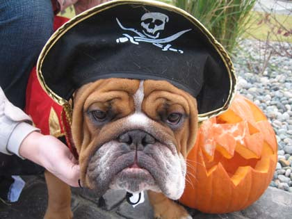 Top 10 English Bulldog Halloween Costumes That Are Going To Blow You Away!