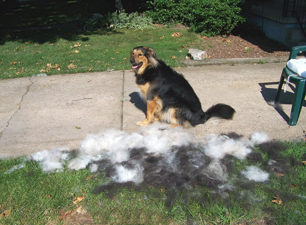 Shedding in Spring: Best Ways To Deal With Your Dog Losing His Winter Coat