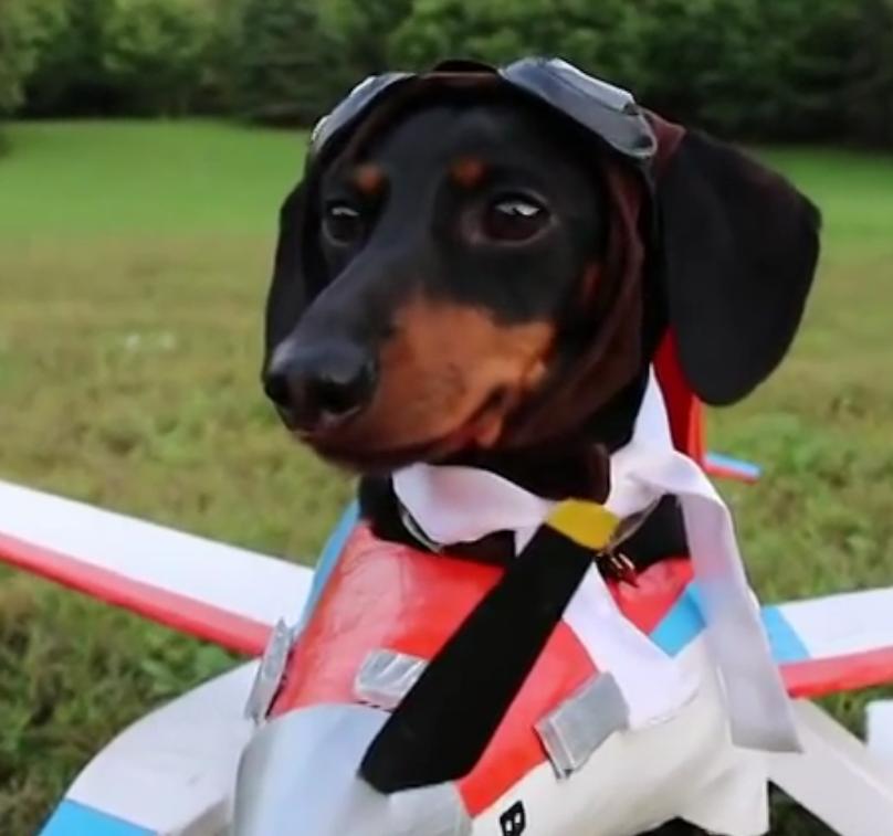 It's a Bird...It's a Plane...It's a Dachshund Dressed In an Airplane Costume!