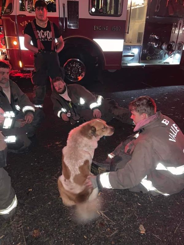 The Heroic Dog That Saved a Family From a Fire