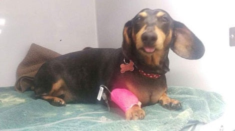 This Adorable Pup Is Undergoing A Surgery.. You May Be Able To Help...