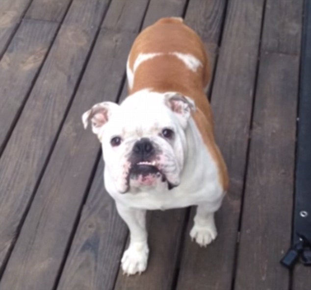You Won't Believe What Chubbs The English Bulldog Is Playing All By Himself!