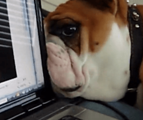 Have You Ever Seen A Pup Skype With His Best Friend? This Is Your Chance!