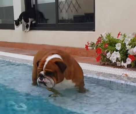 This Adorable Pup Wants To Swim But Doesn't Know How Or Where To Start!