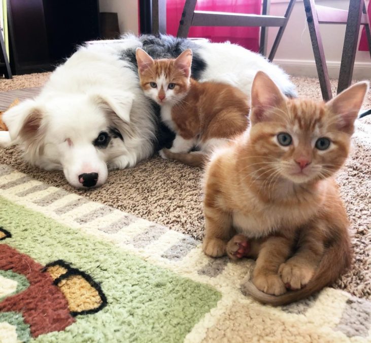 Blind and Deaf Aussie Helps Mom Foster 2 Kittens