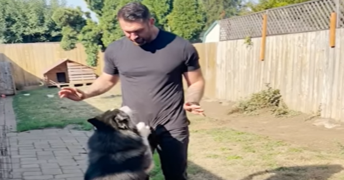 Lonely Husky Finally Freed from Neglect and Isolated Backyard