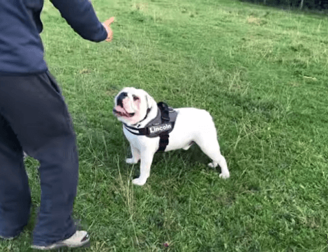 This Adorable Pup Has Found His New Best Friend - A Really Big Stick!