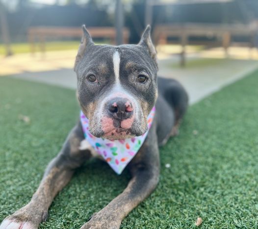 Sick Dog Tied To Pole Outside South Carolina Shelter – A Dog's Love