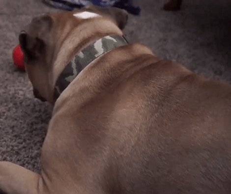 This Adorable Pup Loves Hanging Out With His Family While He Enjoys Playing With His Toys!