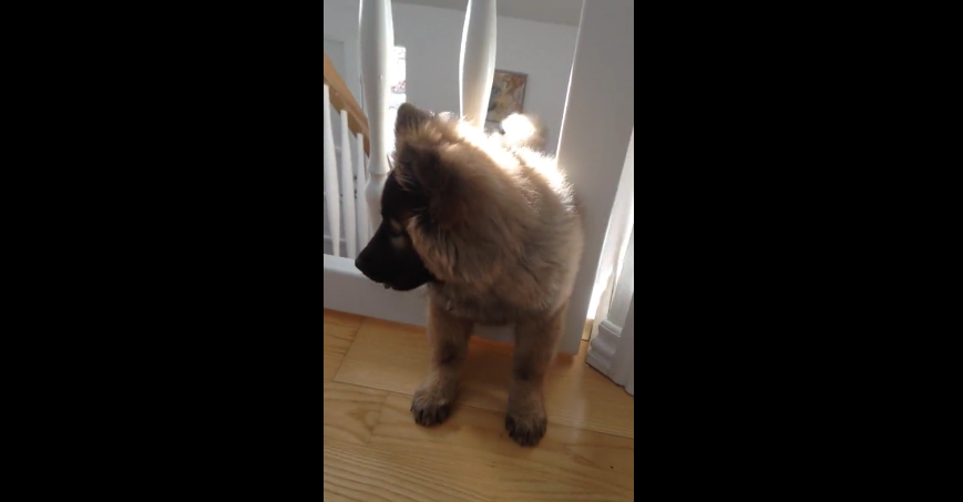 Adorable German Shepherd Realizes She’s No Longer A Puppy! #ImStuck!