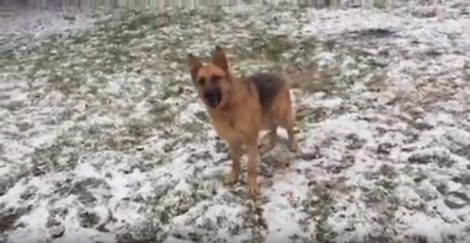 The Only Thing That Makes This Pup Happy Is When He Gets To Play With His Ball!