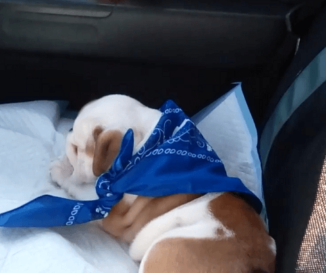 Adorable Pup Out On A Road Trip Decides To Fall Asleep To A Famous Song!
