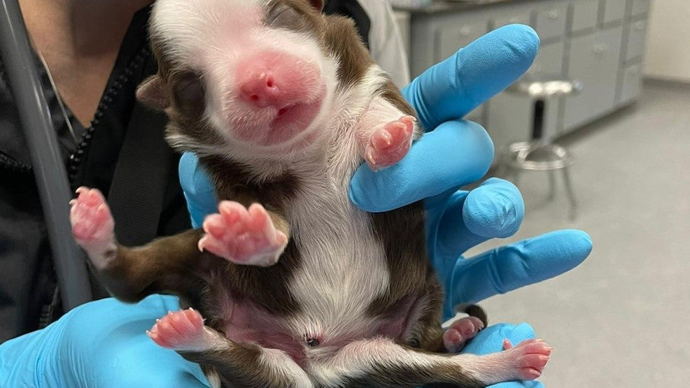 First 6-Legged Puppy Born Alive Is Healthy And Doing Well, Say Vets