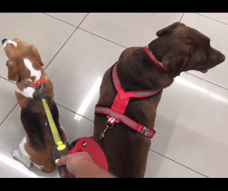 When These Two Adorable Pups Are Left On Their Own, They Make Sure To Have Fun!