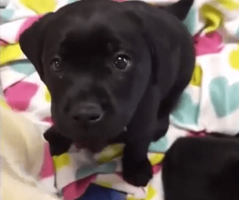 These Adorable Pups Know Exactly How To Win Your Heart! Check This Out!