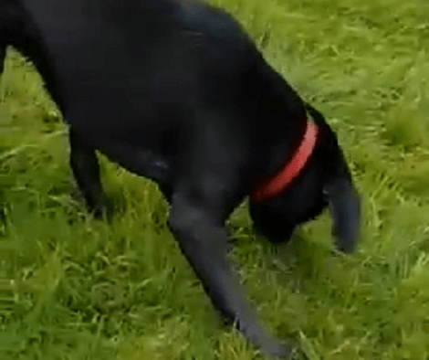 This Adorable Pup Is Having The Time Of Her Life Bouncing On The Green Grass!