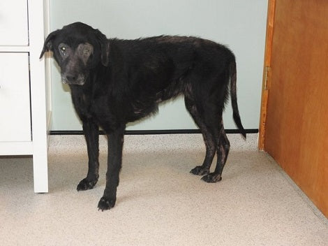 Senior Dog Was Nearly Put Down Because Of Her Skin Condition - Then A Miracle Happened
