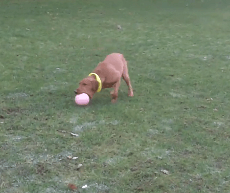 This Adorable Pup Is Having The Time Of His Life Playing With His Ball Outdoors!