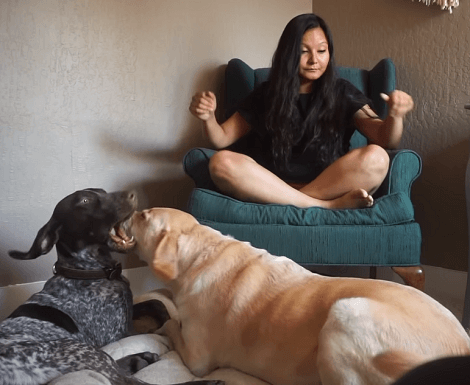 Here Are Some Of The Best Things About This Particular Breed! You're Going To Love This!