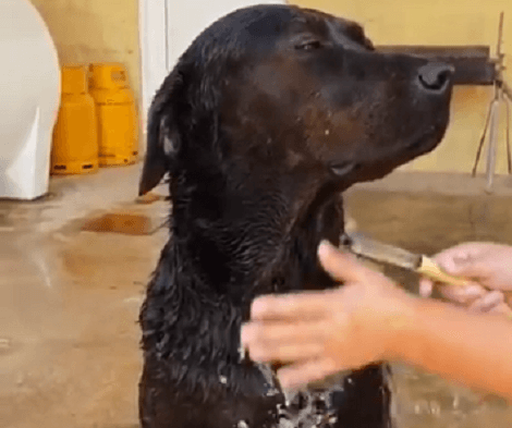 This Adorable Pup's Bath Time Is Going To Leave You Speechless!