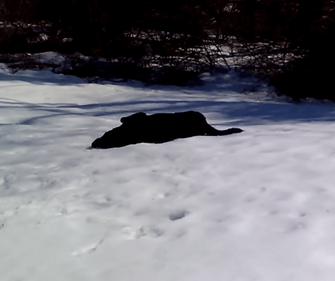 This Adorable Pup Absolutely Loves To Body Slide In The Snow! Check This Out!