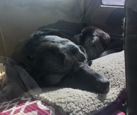 Ever Wonder Why Your Pups Absolutely Love Camping Trips? Find Out Here!