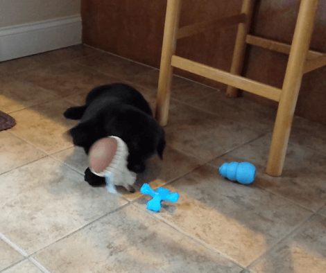 When This Adorable Pup Is Not Playing With His Favorite Toy, He's Busy Gnawing At It!