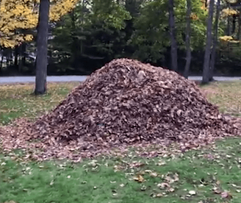 This Adorable Pup Is Obsessed With Jumping In A Pile Of Leaves! Check This Out!
