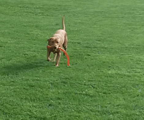 What Is It Like To Have Friends Over? Wait Till You See What These Pups Are Up To!