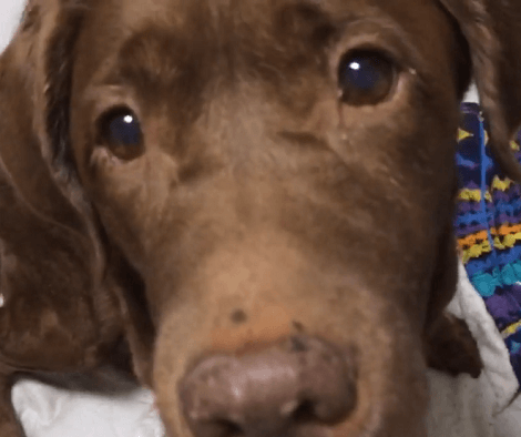 Adorable Pup Sees Dad Filming Her, Then Seconds Later She Gets Confused! Check This Out!