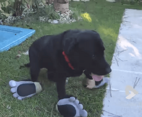 Wait Till You See This Adorable Pup's Strange, But Funny Feet!
