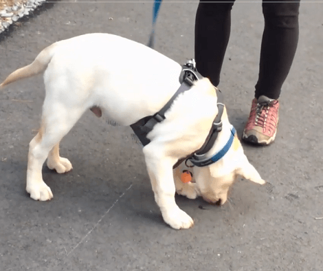 This Adorable Pup Bumped Into Another Pup And The Reaction Is Funny!