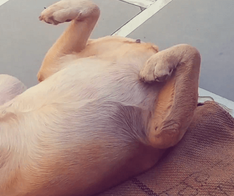 This Adorable Pup's Doing Some Yoga! Stretching Is Good For You And This Pup Knows It!