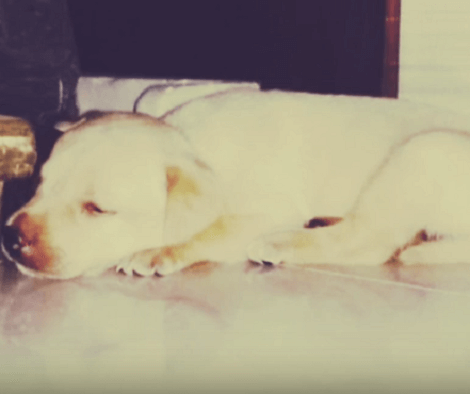 Watch How This Adorable Puppy Grows In Just Seconds! Time Flies By, I Tell You!