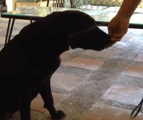 This Adorable Pup Is Excited To Welcome Her Adorable Pups Into The World!
