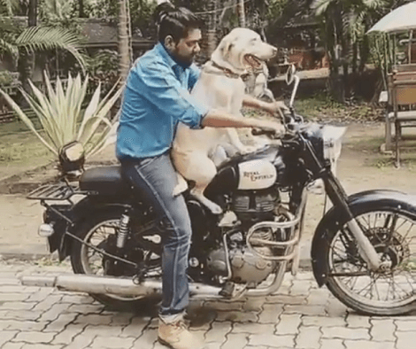 When This Adorable Pup Wants To Go Out On A Ride, He Knows Exactly What To Do!