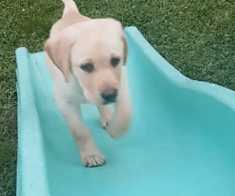 This Adorable Pup Is Having The Time Of Her Life Exploring The Garden Like A Boss!