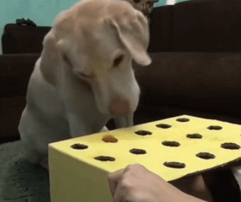 Adorable Pup Eats Sausage While Playing The Whack-A-Mole Game!