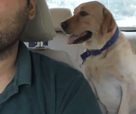 Whenever It's Time To Ride in The Car, This Pup's Reaction Blows Minds!