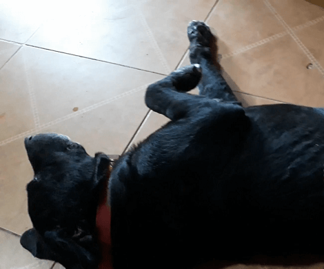 This Adorable Pup's Idea Of A Nice, Pleasant Afternoon Is Going To Blow Your Mind!