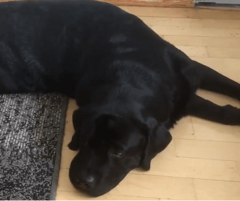 This Adorable Pup's Favorite Position Is Now Revealed To The Entire World!