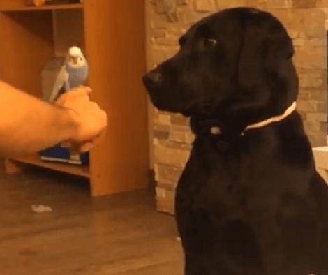 Adorable Pup's Expression When He's Introduced To A Budgie Is Epic!