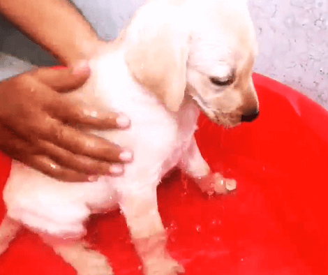 This Adorable Pup's First Time Bathing Will Bring Back Many Precious Memories!
