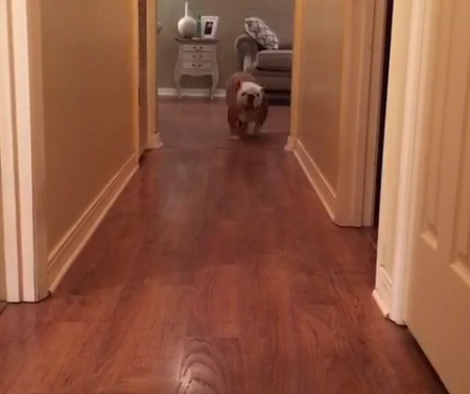 Take A Look At This Pup Doing The 'Get Out Challenge'! It's Hilarious!