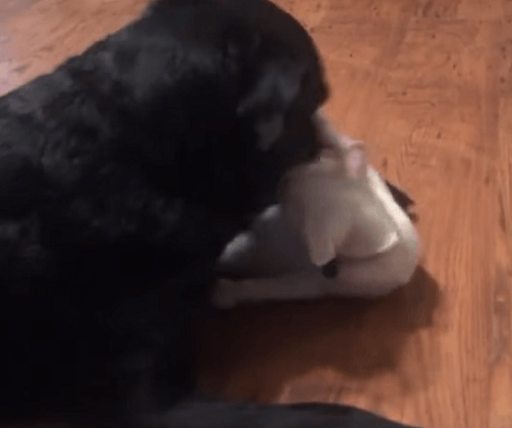 Watch How This Adorable Pup Lovingly Plays With Her Cat Sibling In The House!
