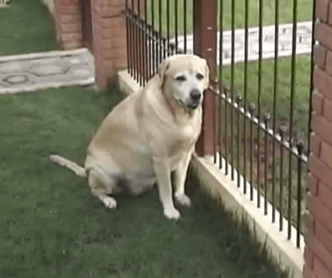 This Adorable Pup Was Given Only 20% Chance Of Survival, But He Beat All Odds!