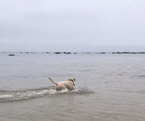 This Adorable Pup Is Having The Time Of Her Life At The Beach! What's Not To Love?!